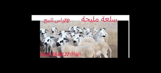 70 راس للبيع منطقة كيسر اقليم سطات06.11.28.82.27
