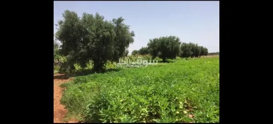 ارض للبيع طريق اكفاي فيها اشجار