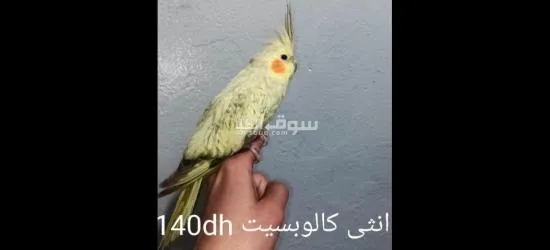 انثى كالوبسيت 140dh فقط في تارودانت