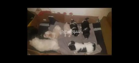 كلاب كانيش للبيع - 3