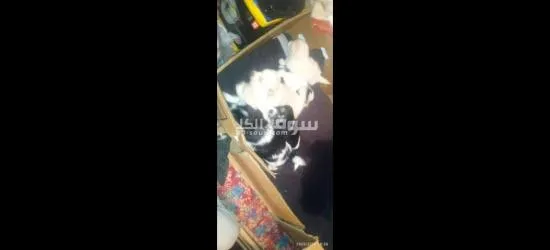 كلاب كانيش للبيع - 8