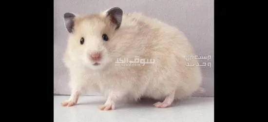 الهامستر سوري صغير و ودود مع البشر و يحب اللعلب