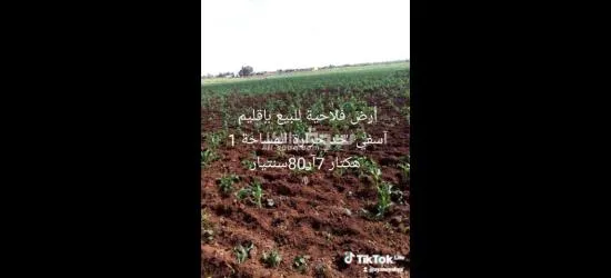 أرض فلاحية للبيع بإقليم آسفي