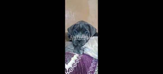 Chiots cane corso grise et noire âge 45j - 1