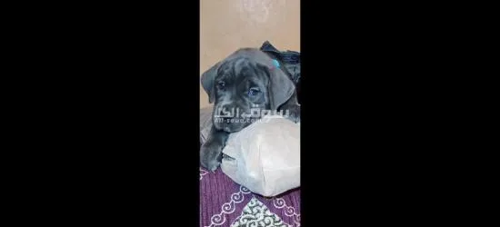 Chiots cane corso grise et noire âge 45j - 3
