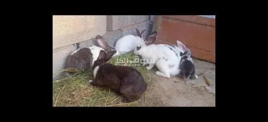 جوج انات وجوج دكورا البيع الفاهم مرحبا