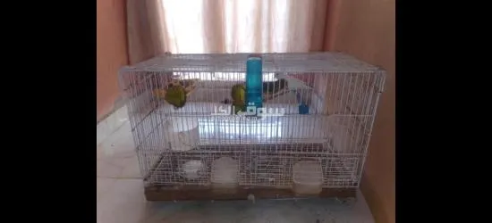 جويجة كنار بالقفز للبيع