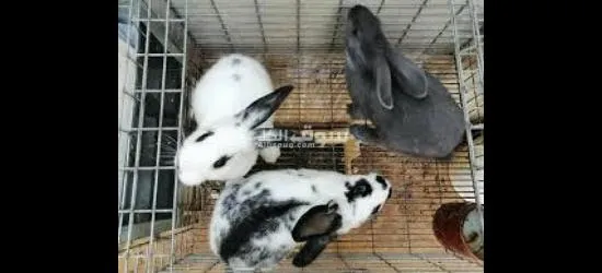 ارانب للبيع بالkg مرحبا