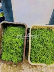 علف ازولا - 2