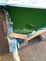 علف ازولا - 3