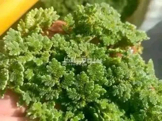 علف ازولا - 5