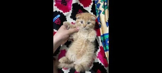 Chat Scottish fold golden race pur