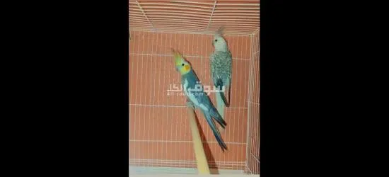 جويجة كالوبسيت