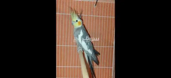 جويجة كالوبسيت - 2