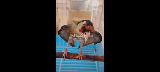 مقنين حسون ويداني ملكي