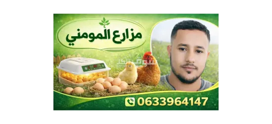 بيع فقاسات أتوماتيكية والبيض مخصب والكتاكيت في مختلف الأعمار