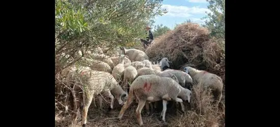 بيع   تمن زوين