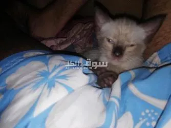 للبيع اربعه قطه سلاله سيامو